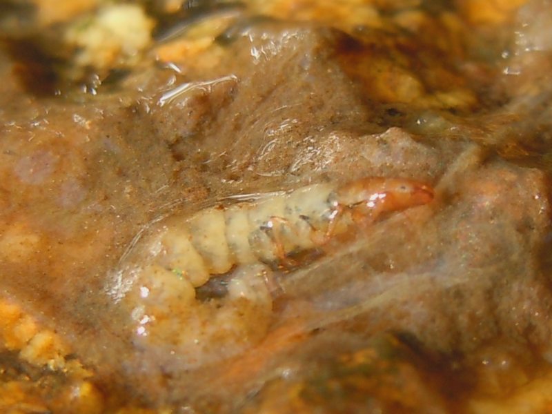 Larva di Wormaldia variegata variegata